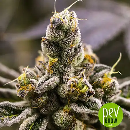 Dosidoss plant - The Kush Brothers