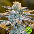 Dosidoss - The Kush Brothers