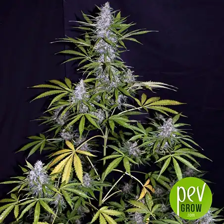 Afghan Shadow Auto ASB planta - Xtreme Seeds