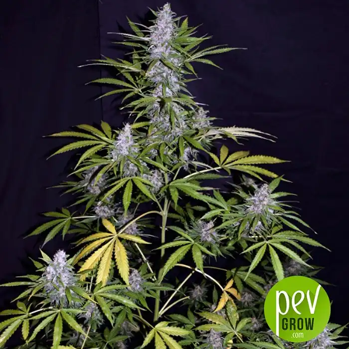 Afghan Shadow Auto ASB planta - Xtreme Seeds