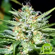 Afghan Shadow Auto ASB - Xtreme Seeds Afghan Shadow Auto ASB - Xtreme Seeds