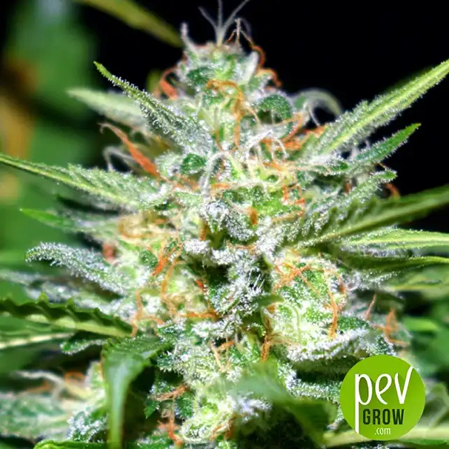 Afghan Shadow Auto ASB - Xtreme Seeds