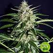 Black Ryder 98 Auto ASB - Xtreme Seeds Black Ryder 98 Auto ASB - Xtreme Seeds