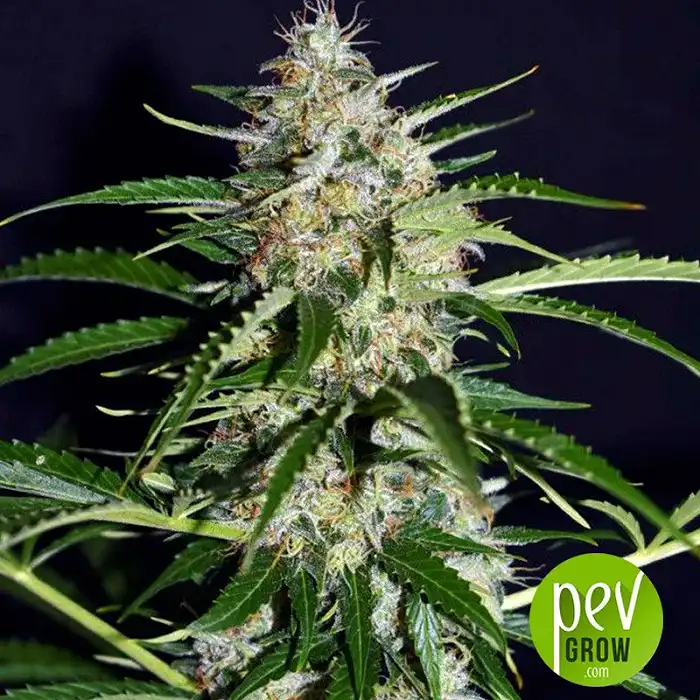 Black Ryder 98 Auto ASB - Xtreme Seeds