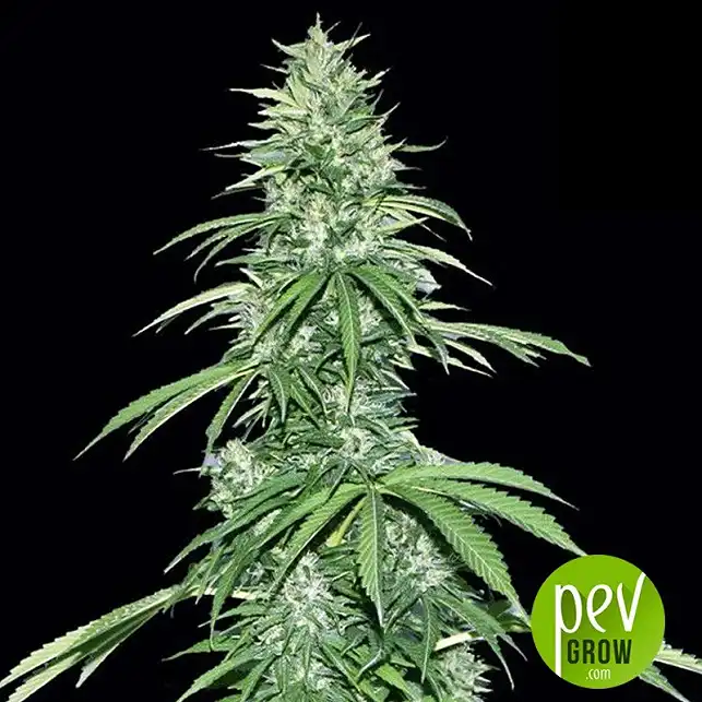 Sour Ryder Auto ASB - Xtreme Seeds