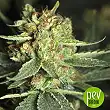 Only CBD - Eva Seeds