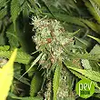 Jamaican Dream CBD plant - Eva Seeds
