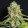 Jamaican Dream CBD - Eva Seeds