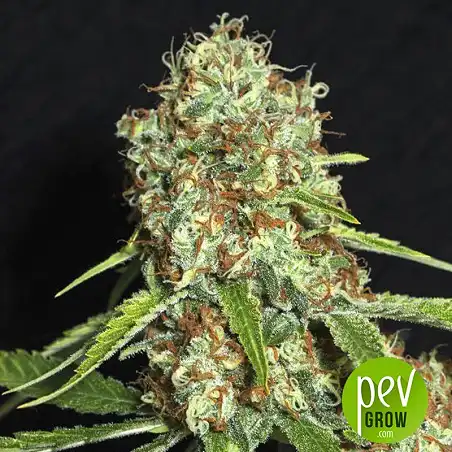 Jamaican Dream CBD - Eva Seeds