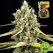 Lemon King - Eva Seeds Lemon King - Eva Seeds