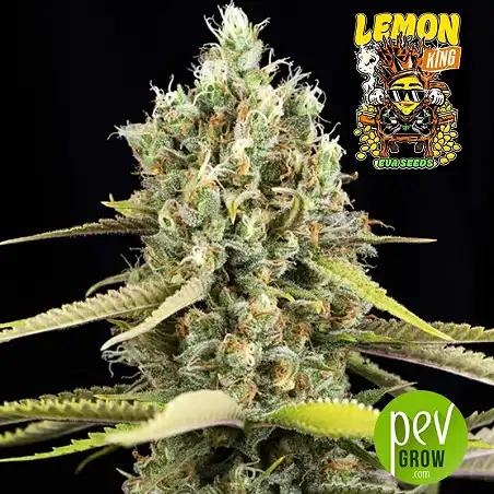 Lemon King - Eva Seeds