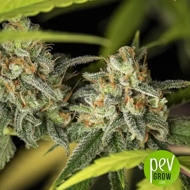 Lemon King plant - Eva Seeds