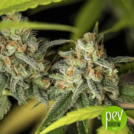 Lemon King plant - Eva Seeds