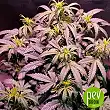 Gorilla Glue Auto - Barney's Farm