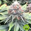 Gorilla Zkittlez Auto - Barney's Farm