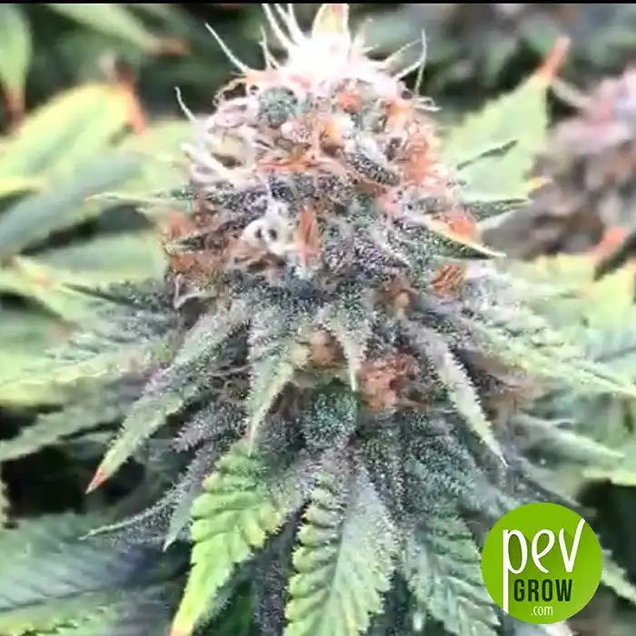 Gorilla Zkittlez Auto - Barney's Farm