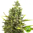 Wedding Cake Auto - Barney's Farm