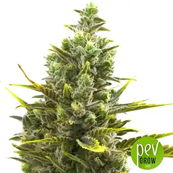 Wedding Cake Auto - Barney's Farm