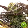 Dos Si Dos Auto - Barney's Farm