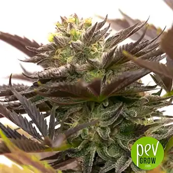 Dos Si Dos Auto - Barney's Farm