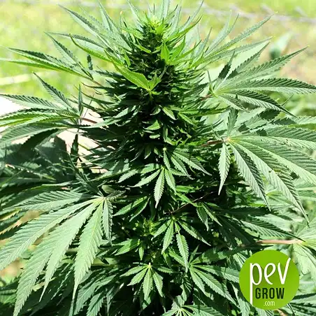 Marruecos Beldia Kif - Ace Seeds