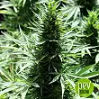 Marruecos Beldia Kif plant - Ace Seeds