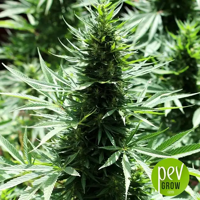 Marruecos Beldia Kif plant - Ace Seeds