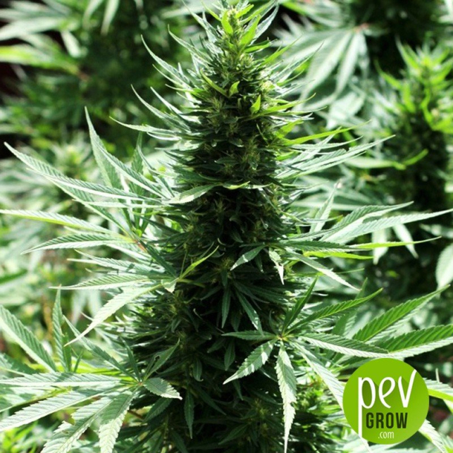 Marruecos Beldia Kif - Ace Seeds