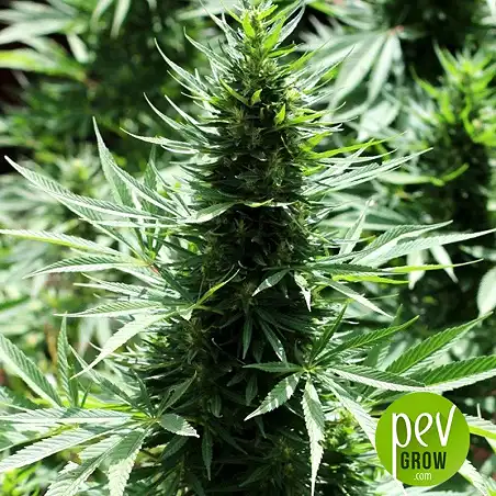 Marruecos Beldia Kif planta - Ace Seeds