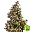 Purple Paro Valley - Mandala Seeds
