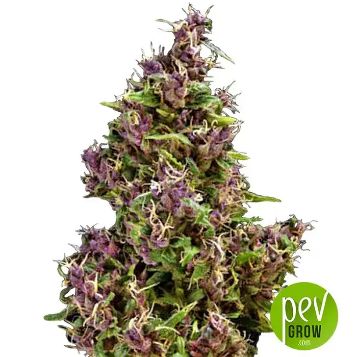 Purple Paro Valley - Mandala Seeds
