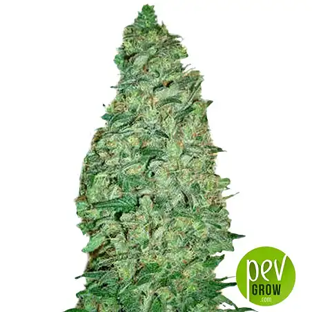 California Dream plant - Mandala Seeds