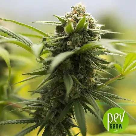 California Dream - Mandala Seeds