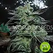 Strawberry Blue (Early Harvest) - World of seeds Strawberry Blue (Early Harvest) - World of seeds