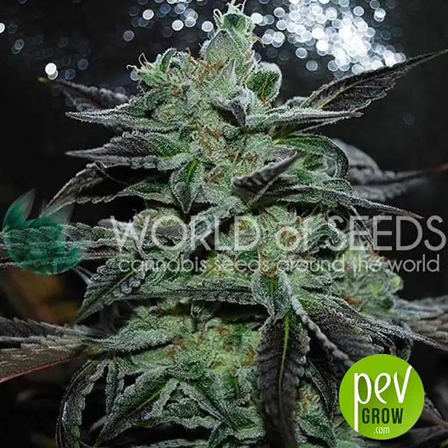 Strawberry Blue (Early Harvest) planta - World of seeds