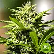 Strawberry Blue (Early Harvest) - World of seeds Strawberry Blue (Early Harvest) - World of seeds