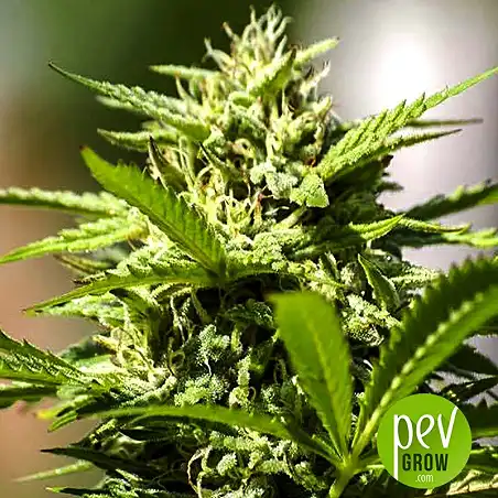 Strawberry Blue (Early Harvest) - World of seeds