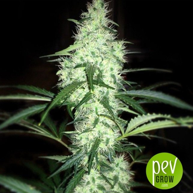 Irie - French Touch Seeds