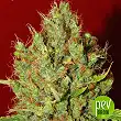 Renaissance - French Touch Seeds