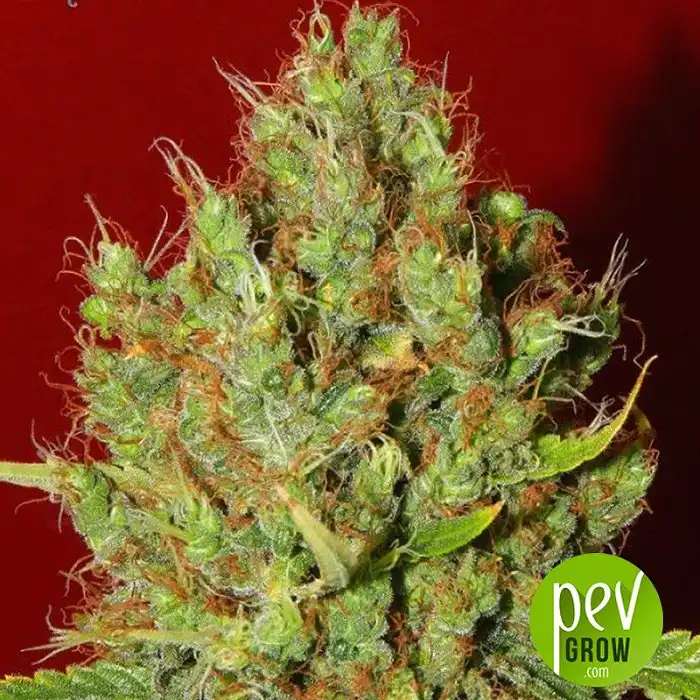 Renaissance - French Touch Seeds