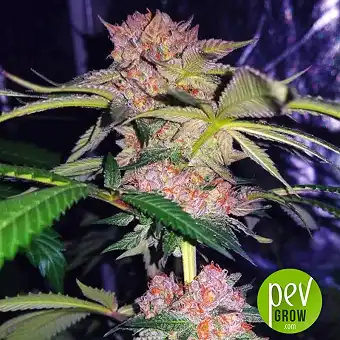 Mimosa Champagne - Female Seeds