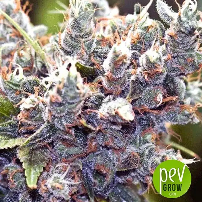 Mimosa Champagne plant - Female Seeds