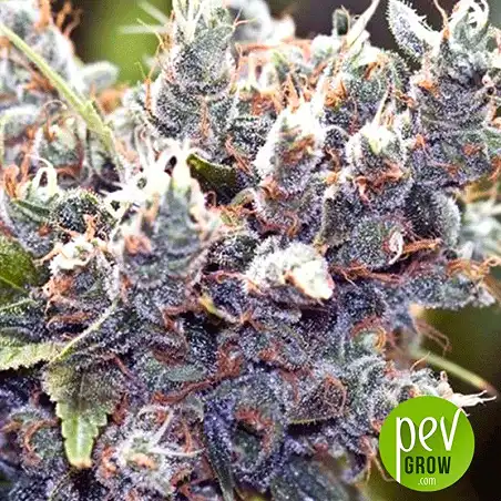 Mimosa Champagne plante - Female Seeds