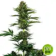Satin Black Domina CBD - Sensi Seeds