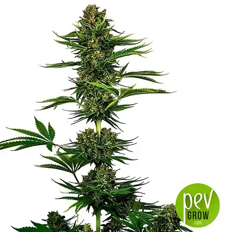 Satin Black Domina CBD - Sensi Seeds