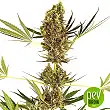 Alpine Delight CBD Auto - Sensi Seeds