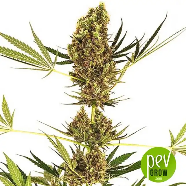 Alpine Delight CBD Auto - Sensi Seeds