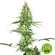 Silver Fire - Sensi Seeds Silver Fire - Sensi Seeds