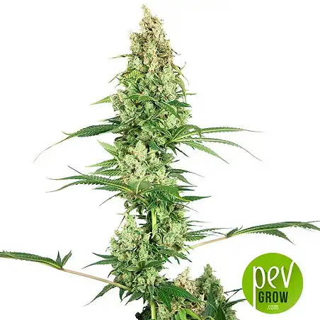 Silver Fire - Sensi Seeds