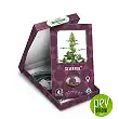Silver Fire package - Sensi Seeds